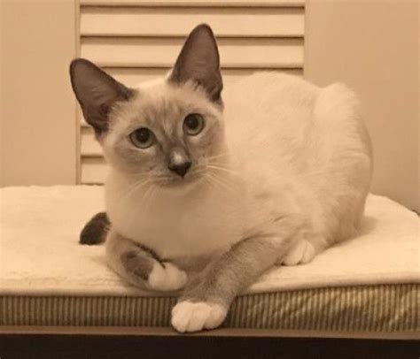 siamese kittens florida|siamese cats for adoption miami.